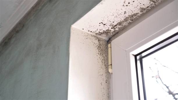 Trusted Hebron, OH Mold Inspection, Removal & Remediation Experts