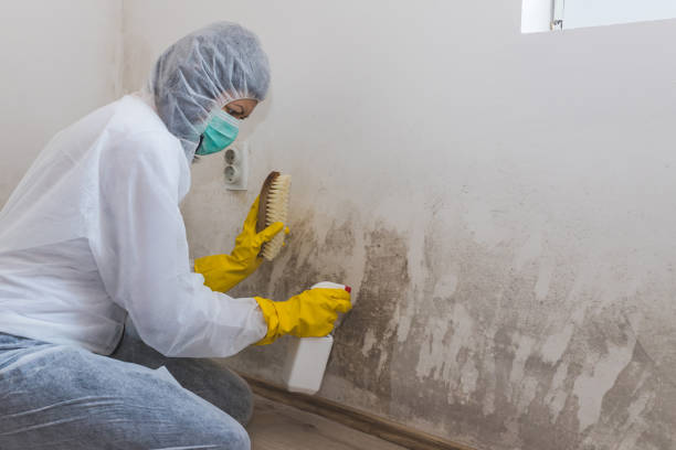 Best Crawl Space Mold Remediation  in Hebron, OH