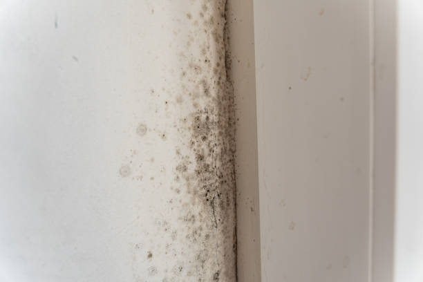 Mold Odor Removal Services in Hebron, OH