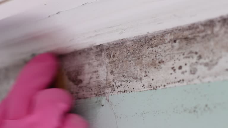 Best Mold Prevention Services  in Hebron, OH